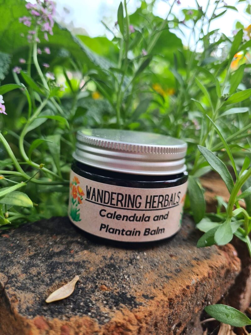 Wandering Herbals > Calendula and Plantain Healing Balm