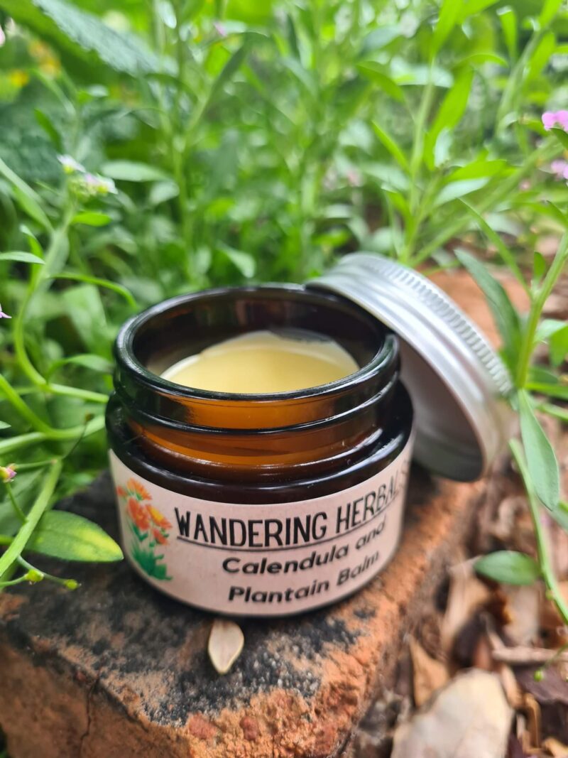 Wandering Herbals > Calendula and Plantain Healing Balm