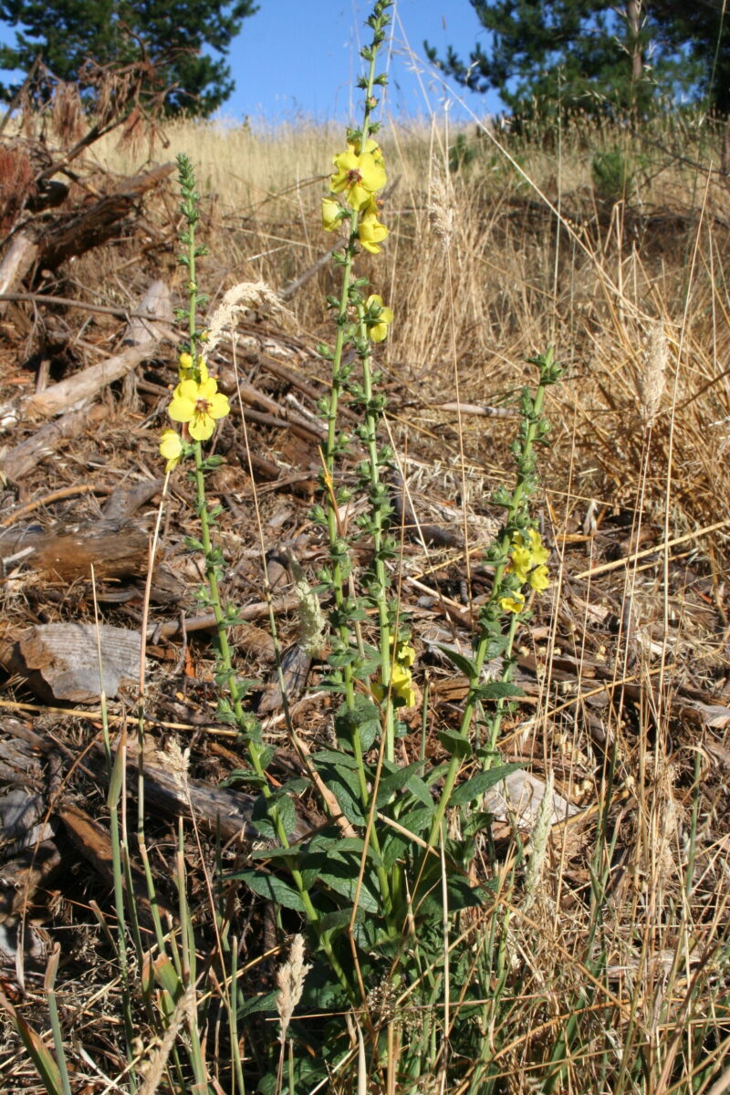 Mullein Leaf - Image 6