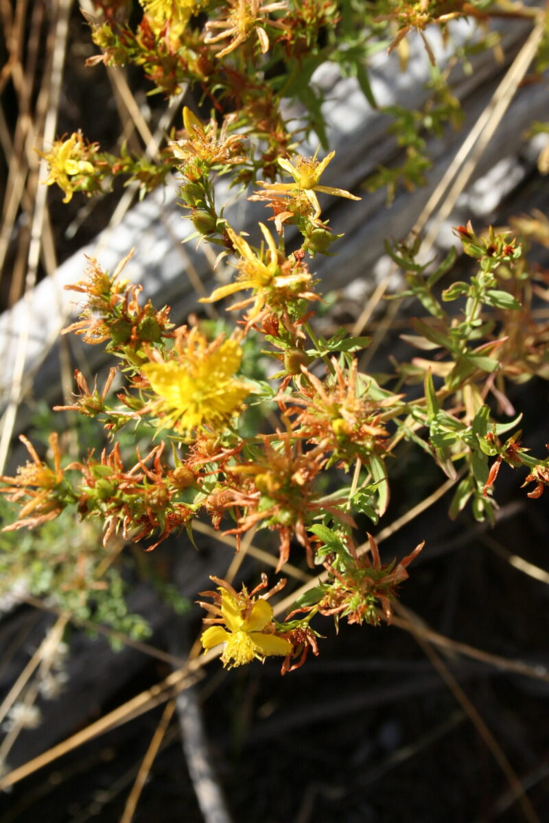 Saint John's Wort - Image 2