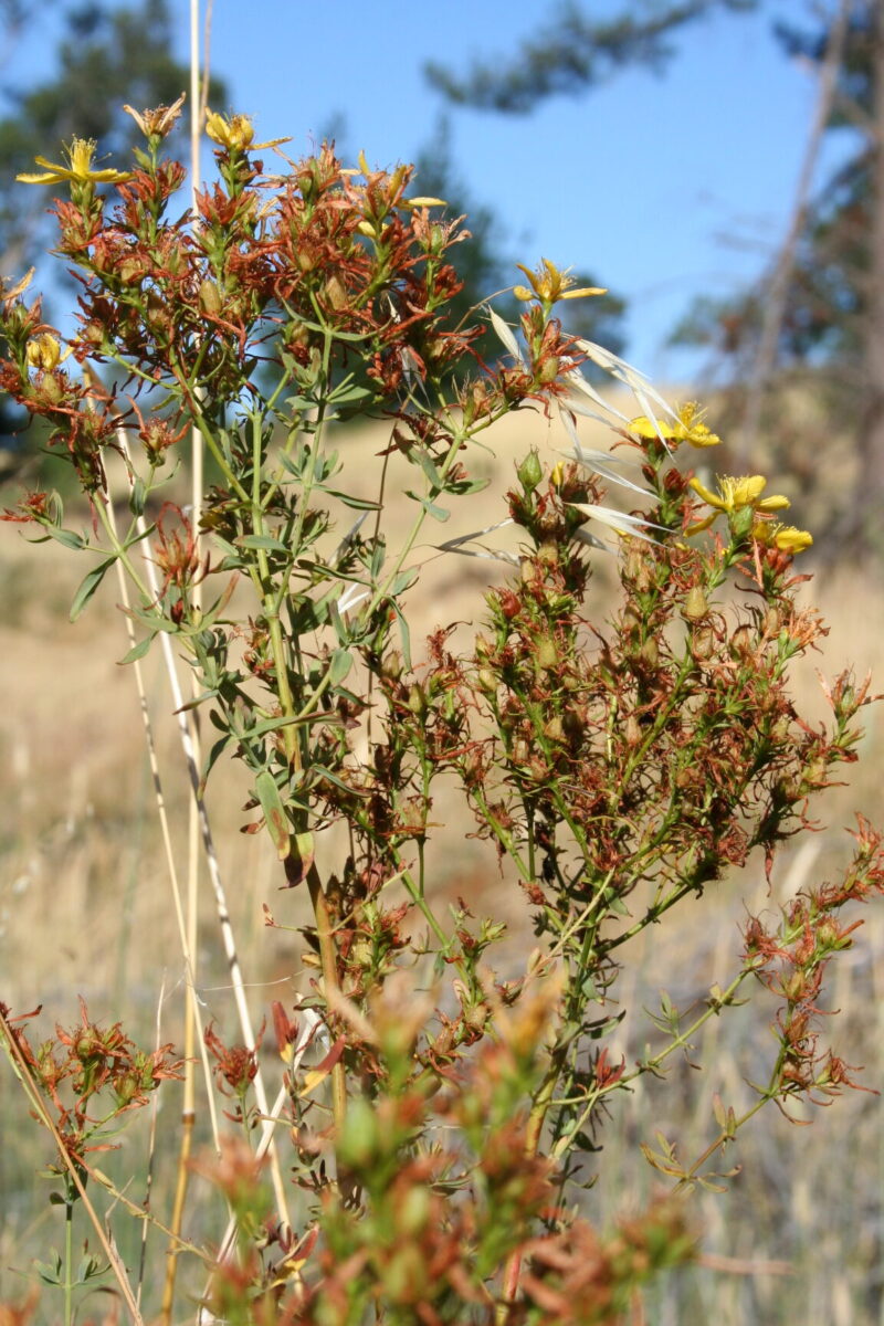 Saint John's Wort - Image 3