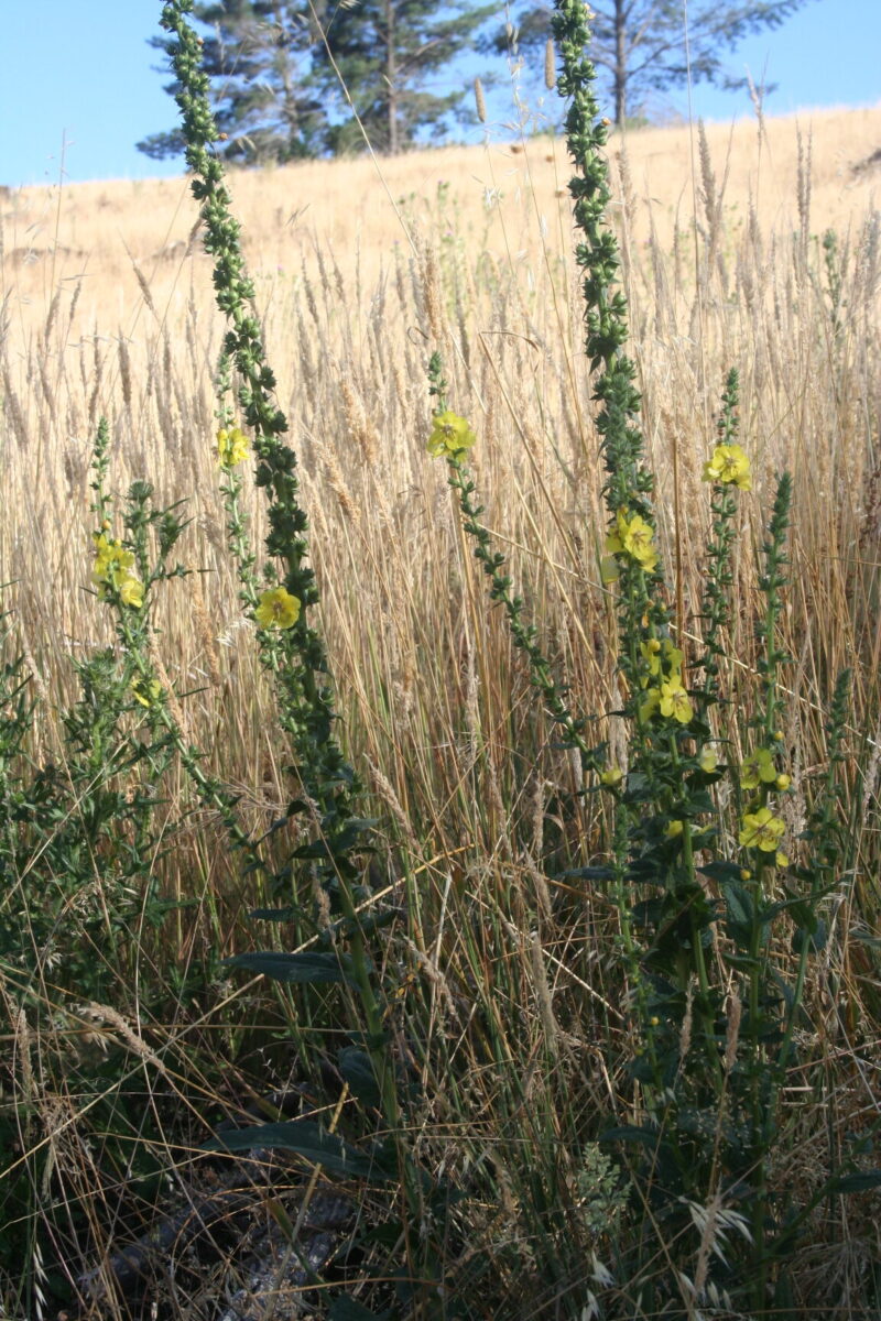 Mullein Leaf - Image 7