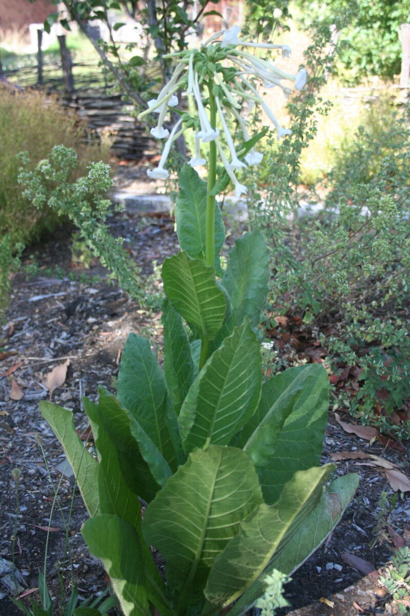 Mullein Leaf - Image 4
