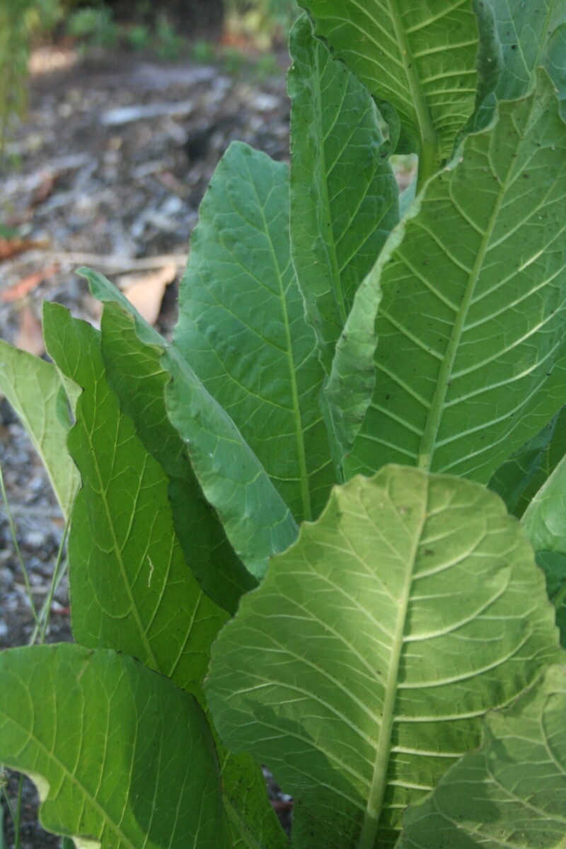 Mullein Leaf - Image 5