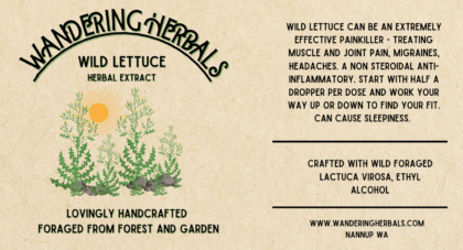 Wild Lettuce