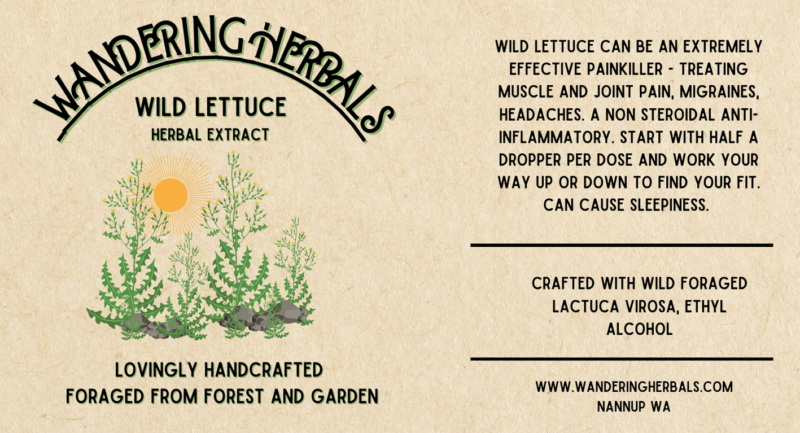 Wild Lettuce