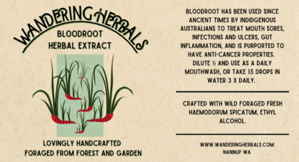 Australian Bloodroot