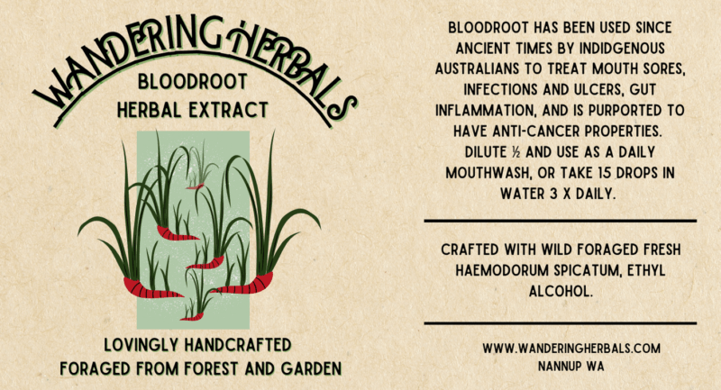 Australian Bloodroot